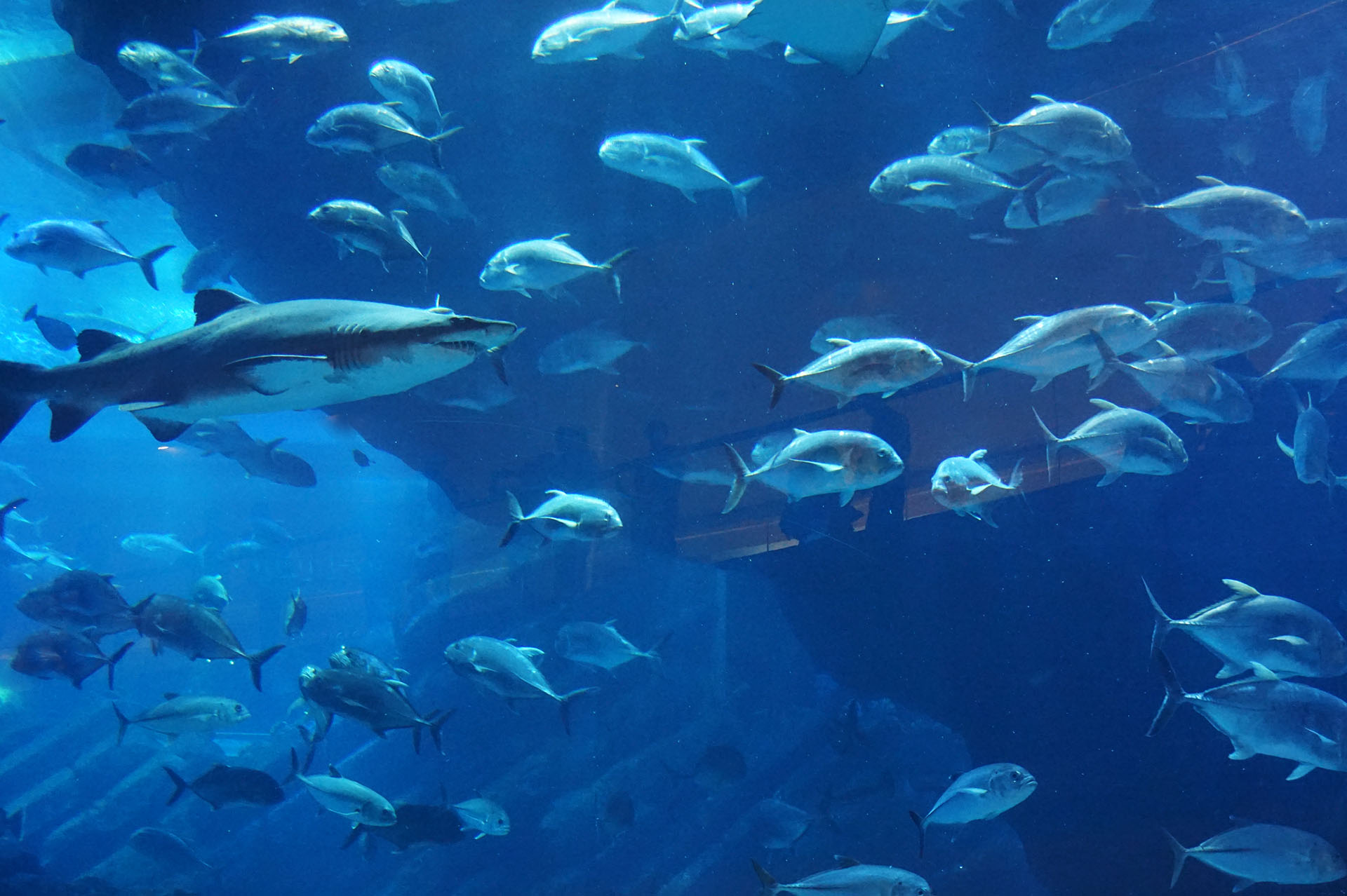 Dubai akvárium cápa
