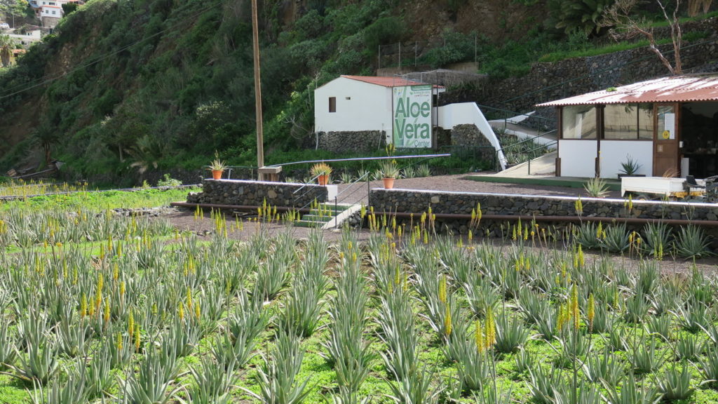 Aloe Vera farm ültetvény - La Gomera
